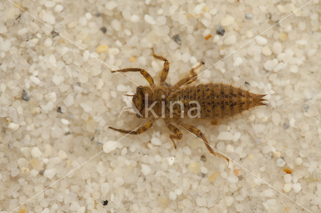 Blue-Eyed Goldenring (Cordulegaster insignis)
