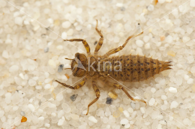 Blue-Eyed Goldenring (Cordulegaster insignis)