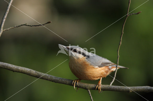 Sitta europaea caesia