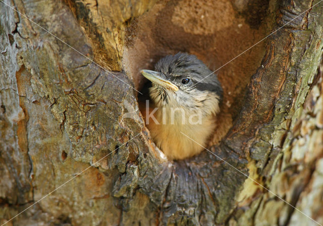 Sitta europaea caesia