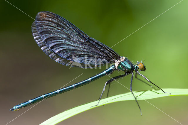 Bosbeekjuffer (Calopteryx virgo)