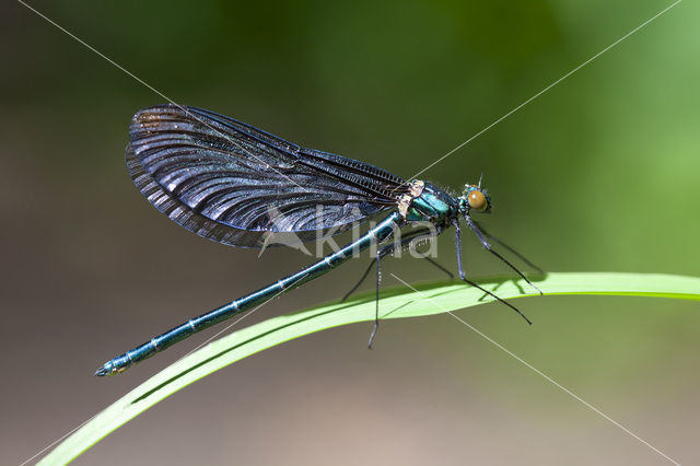 Bosbeekjuffer (Calopteryx virgo)