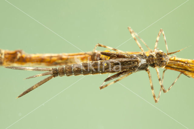 Bosbeekjuffer (Calopteryx virgo)