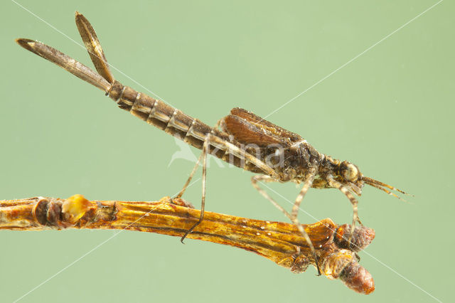 Bosbeekjuffer (Calopteryx virgo)