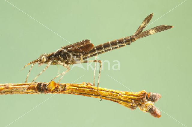 Bosbeekjuffer (Calopteryx virgo)