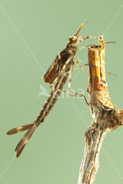 Bosbeekjuffer (Calopteryx virgo)