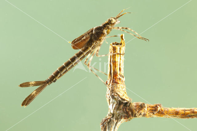 Bosbeekjuffer (Calopteryx virgo)