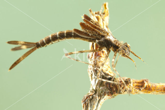 Bosbeekjuffer (Calopteryx virgo)