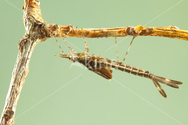 Bosbeekjuffer (Calopteryx virgo)