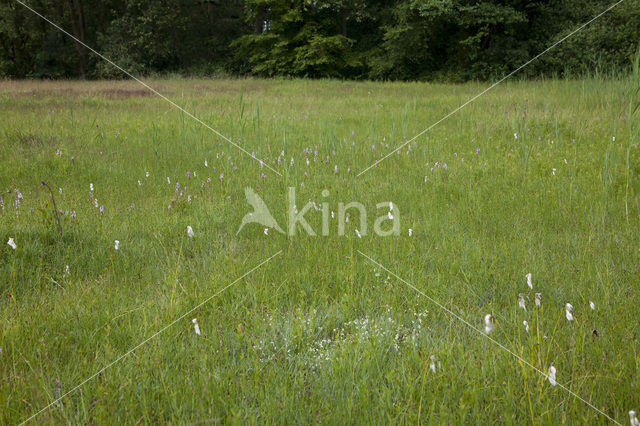 Breed wollegras (Eriophorum latifolium)