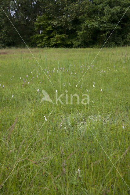Breed wollegras (Eriophorum latifolium)