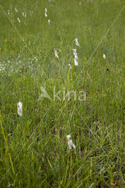 Breed wollegras (Eriophorum latifolium)
