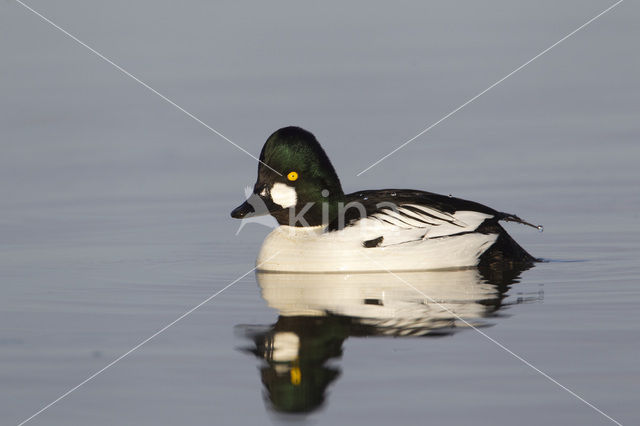 Common Goldeneye (Bucephala clangula)