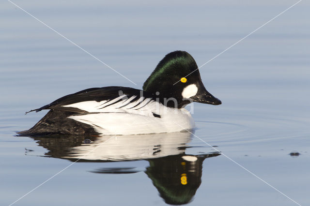 Common Goldeneye (Bucephala clangula)