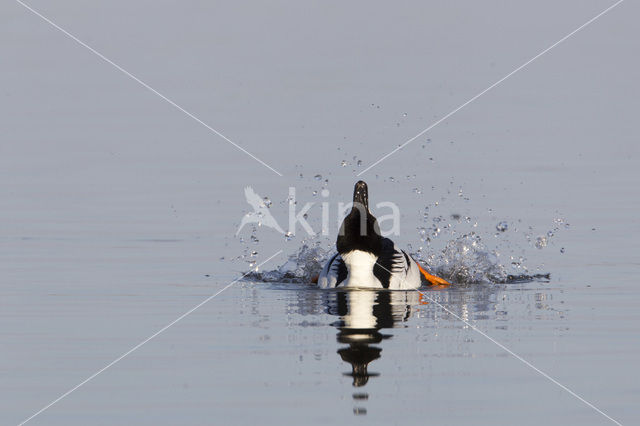 Common Goldeneye (Bucephala clangula)