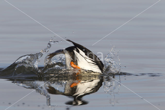 Common Goldeneye (Bucephala clangula)