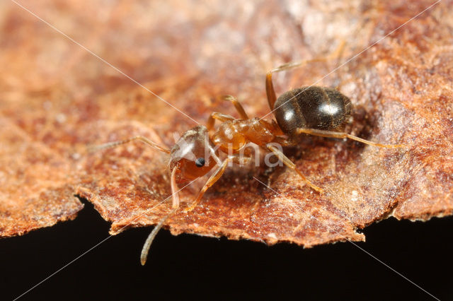 Bruine houtmier (Lasius brunneus)