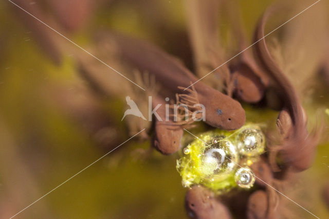 Common Frog (Rana temporaria)