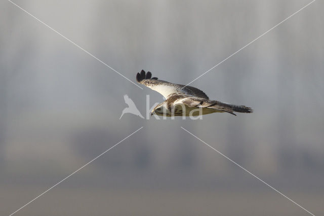 Common Buzzard (Buteo buteo)