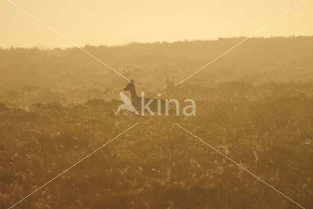 Fallow Deer (Dama dama)