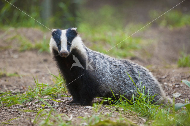 Badger (Meles meles)