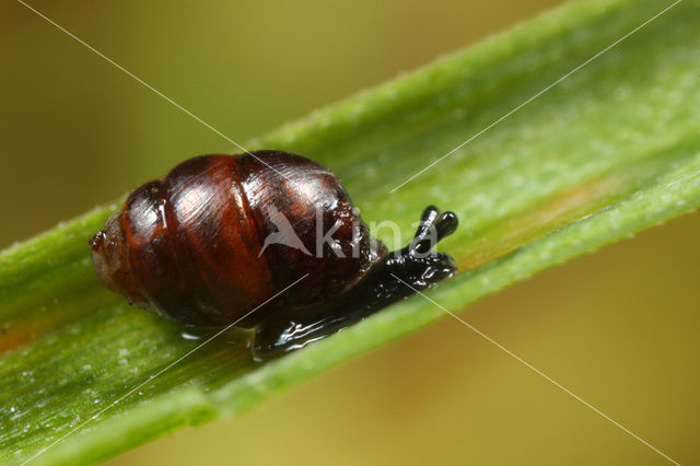 Marsh whorl snail (Vertigo antivertigo)