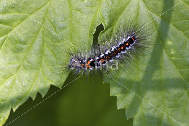 Yellow-tail (Euproctis similis)