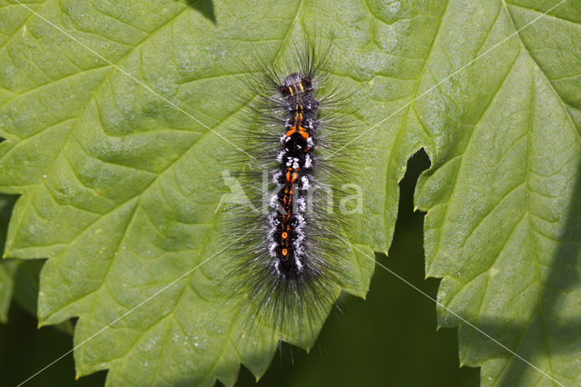 Yellow-tail (Euproctis similis)