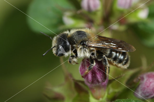 Driedoornige metselbij (Osmia tridentata)