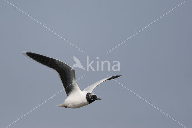 Dwergmeeuw (Larus minutus)