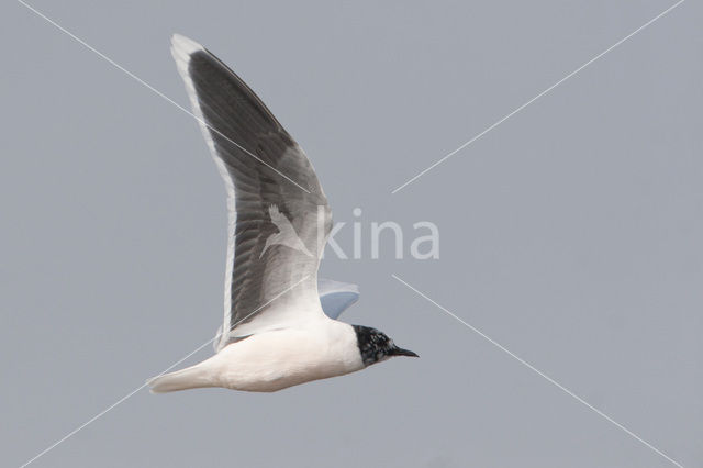 Dwergmeeuw (Larus minutus)