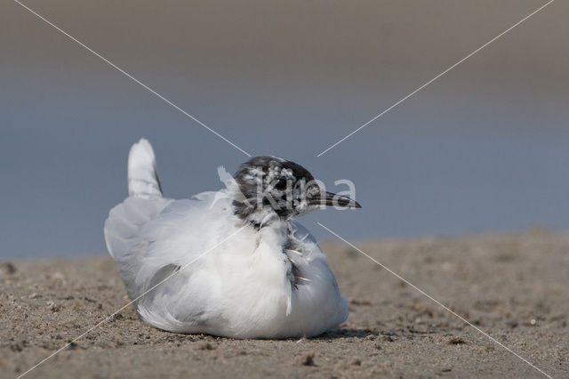 Dwergmeeuw (Larus minutus)