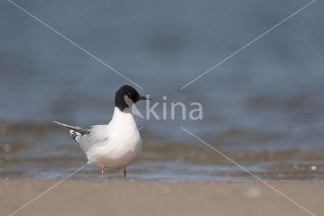 Dwergmeeuw (Larus minutus)