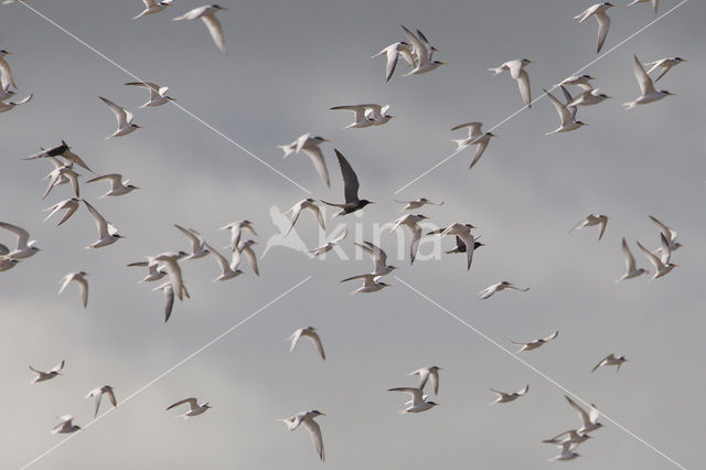 Little Tern (Sterna albifrons)
