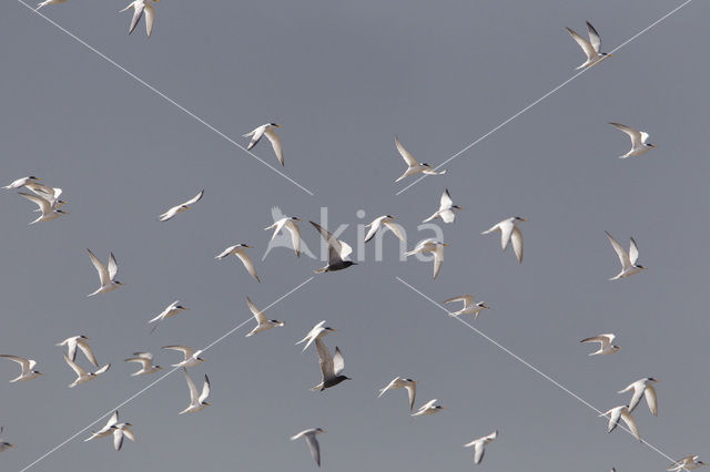 Little Tern (Sterna albifrons)