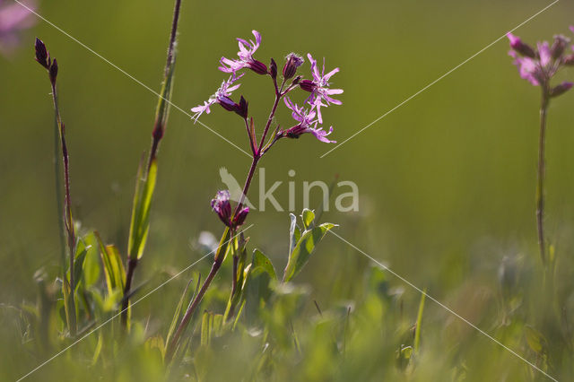 Echte koekoeksbloem (Lychnis flos-cuculi)