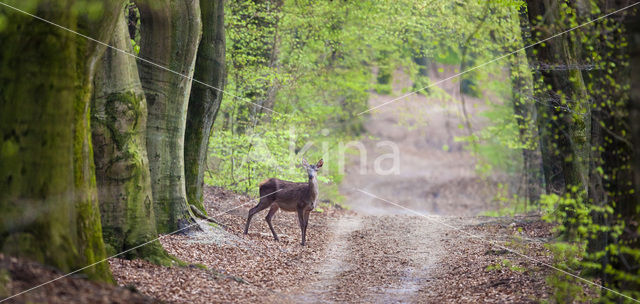 Edelhert (Cervus elaphus)