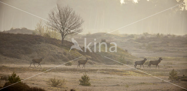 Edelhert (Cervus elaphus)