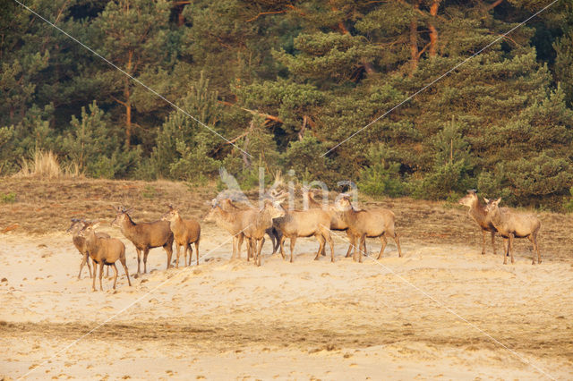 Red Deer (Cervus elaphus)