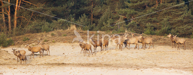 Red Deer (Cervus elaphus)