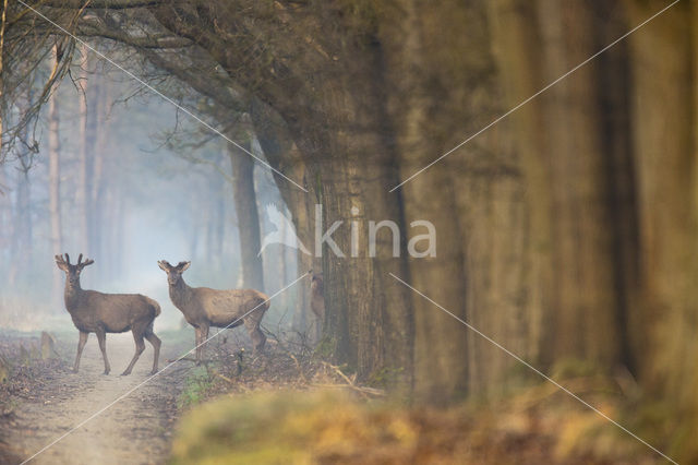 Red Deer (Cervus elaphus)