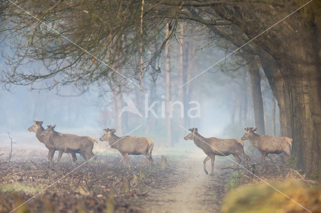 Red Deer (Cervus elaphus)