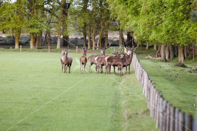 Red Deer (Cervus elaphus)