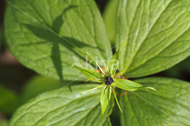 Eenbes (Paris quadrifolia)