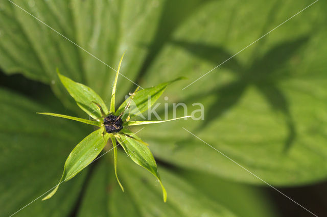 Herb-Paris