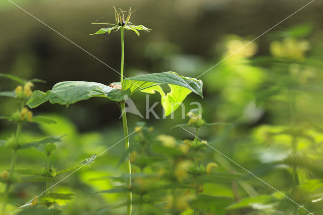 Herb-Paris