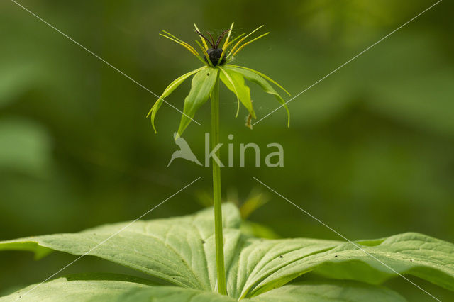 Eenbes (Paris quadrifolia)