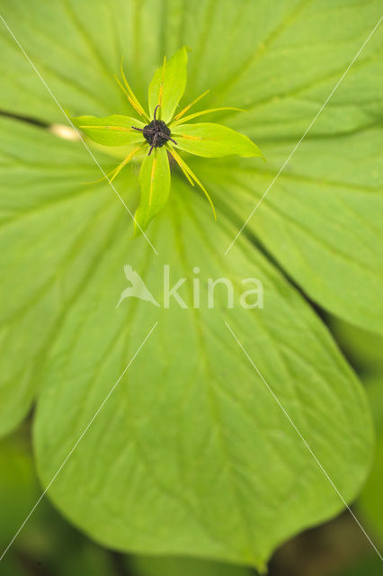 Eenbes (Paris quadrifolia)