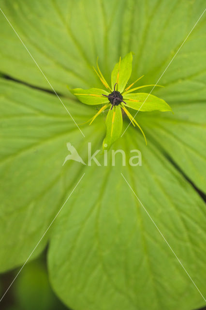 Eenbes (Paris quadrifolia)