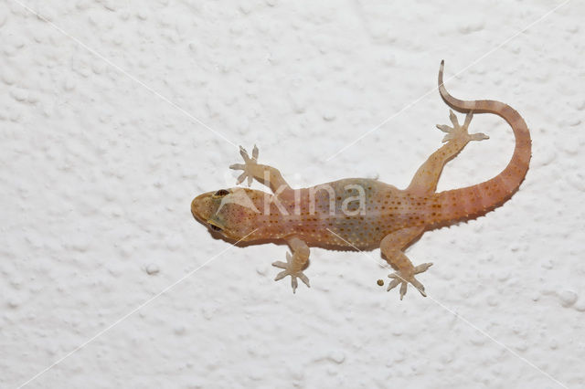 Turkisch gecko (Hemidactylus turcicus )